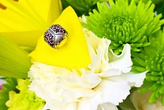 Значение шармов Пандора