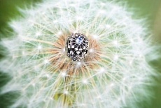 Значение шармов Пандора